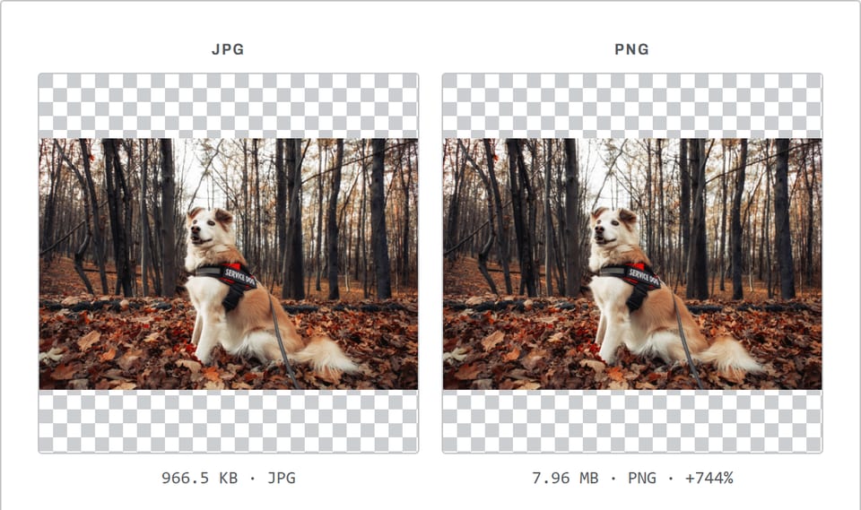 JPG to PNG converter showing a photo of a dog in autumn leaves: 966.5 KB as JPG and 7.96 MB as PNG.